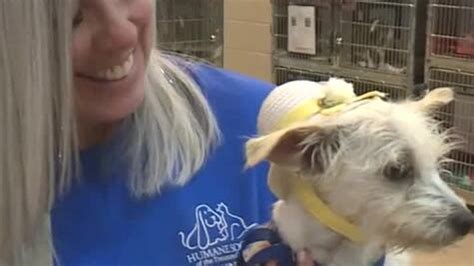 Humane society of the treasure coast - Pets on Parade! Did you know that HSTC has famous animals up for adoption?! Check out their most recent appearance on this edition of MCTV's Pets on Parade!